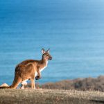 A Kangaroo at Deep Creek, South Australia