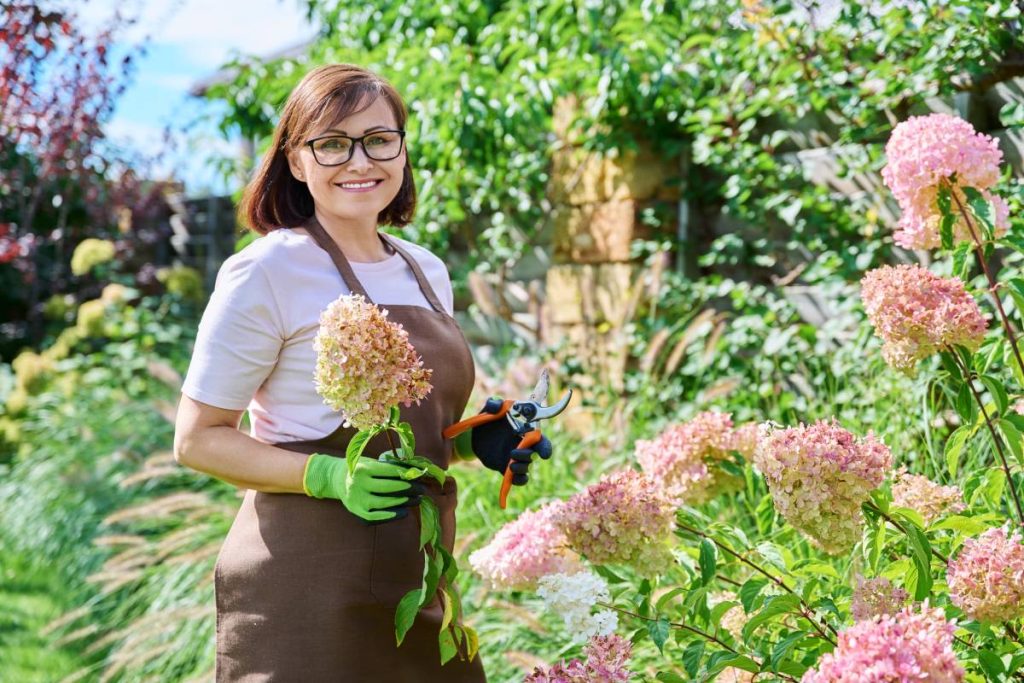 Portrait of gardener woman with pruner looking at camera in garden, near hydrangea bush. Middle aged female in gloves apron working, caring plants in backyard. Gardening landscape design, work nature