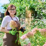 Portrait of gardener woman with pruner looking at camera in garden, near hydrangea bush. Middle aged female in gloves apron working, caring plants in backyard. Gardening landscape design, work nature