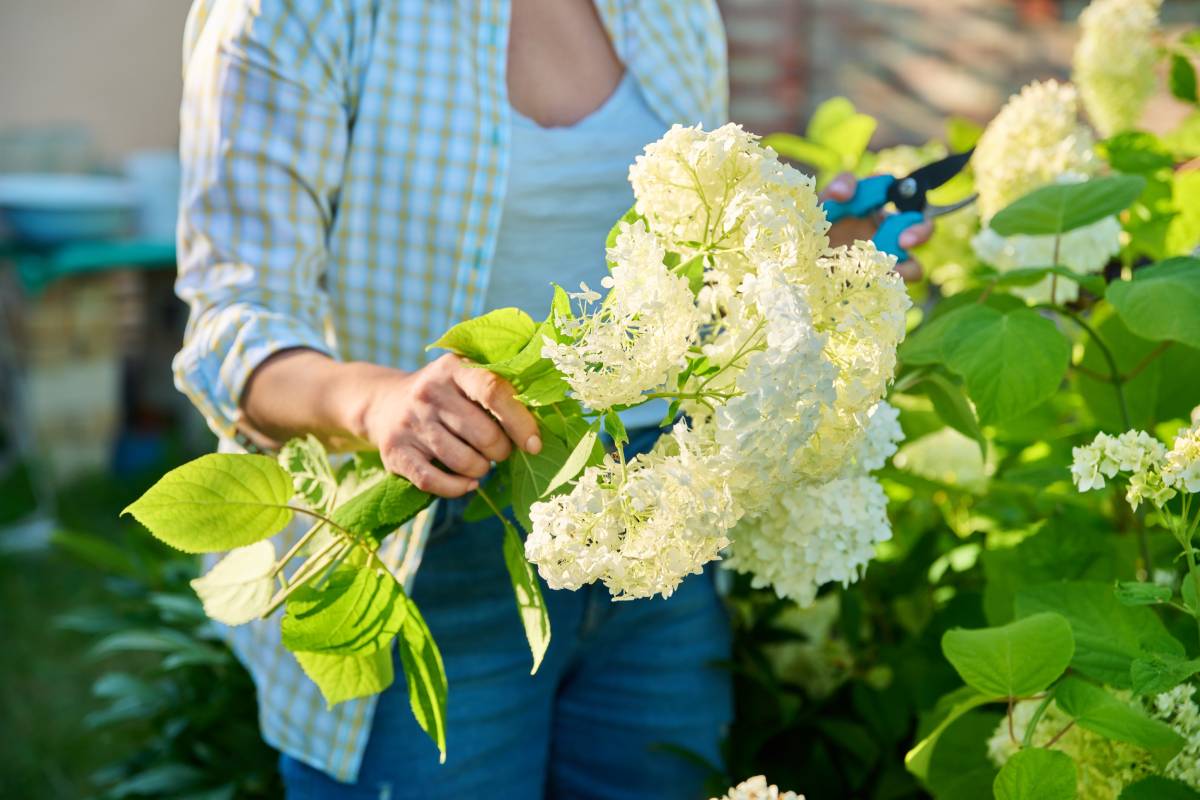 Woman with secateurs cutting flowers of white hydrangea, female farmer florist, work, hobby and leisure. Backyard landscaping with hydrangea bushes, gardening, nature, people concept
