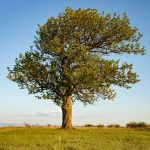 A beautiful lonely tree in the hills. Place for text.