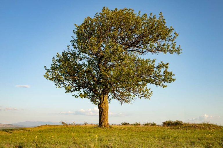 Tree Image Single Science Single-Stem vs. Multi-Stem Trees: What Is It? Which One Is Better?