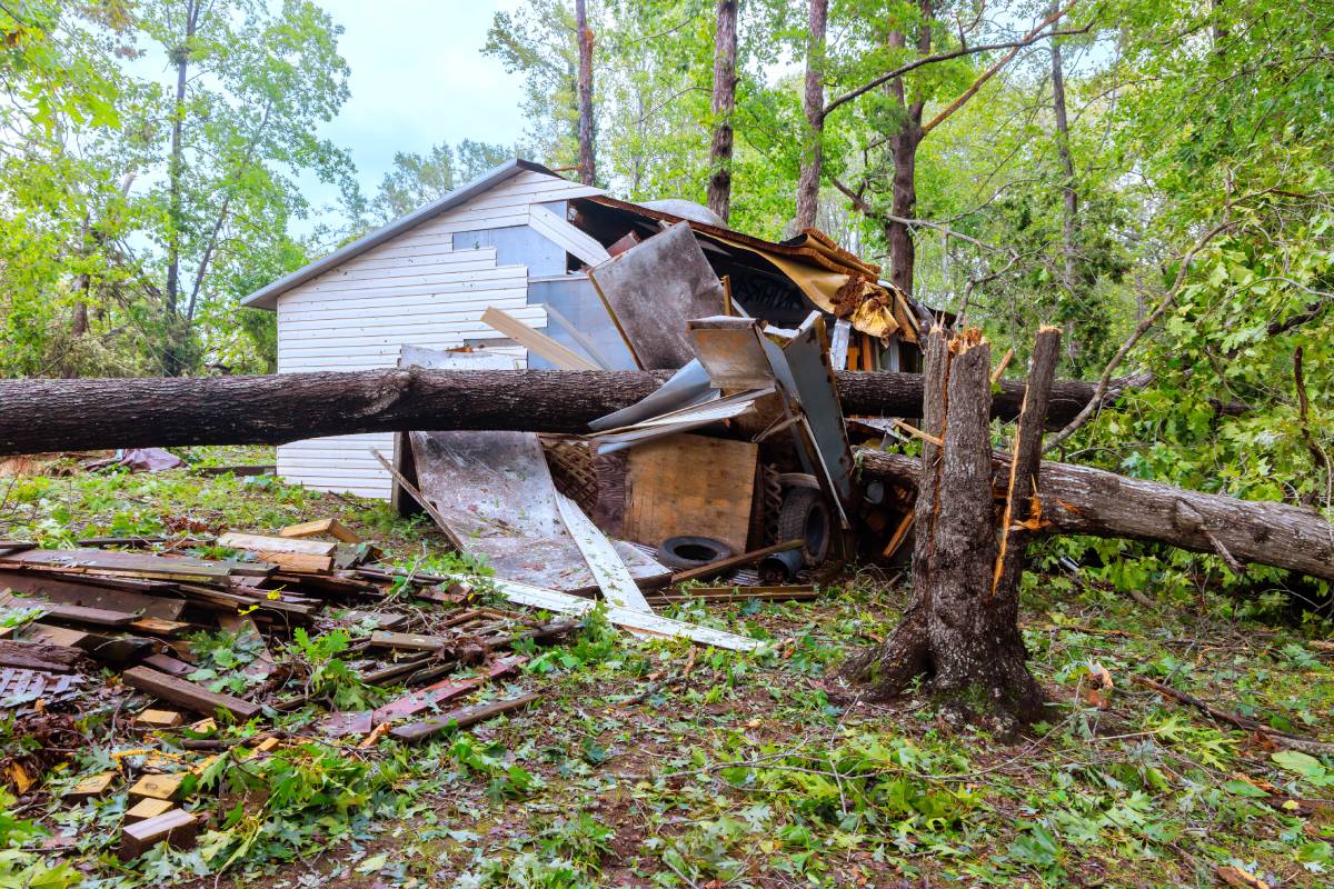Storm hurricane uprooted trees that fell on shed due to strong winds