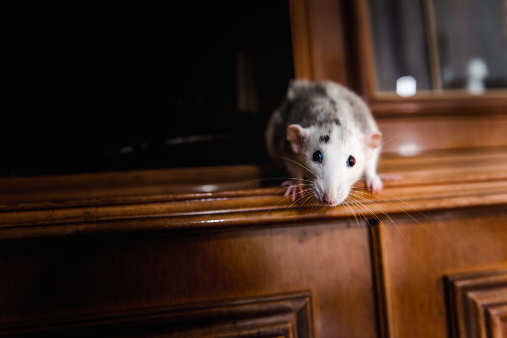 The Scratching in the Ceiling Isn’t Possums: How to Tell If Your Brisbane Home Has a Rodent Problem